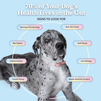 Bundle x Joy - Leash & Load Beef Superfood Jerky Bars for Dogs 16oz - Doglicious Bakery Bites