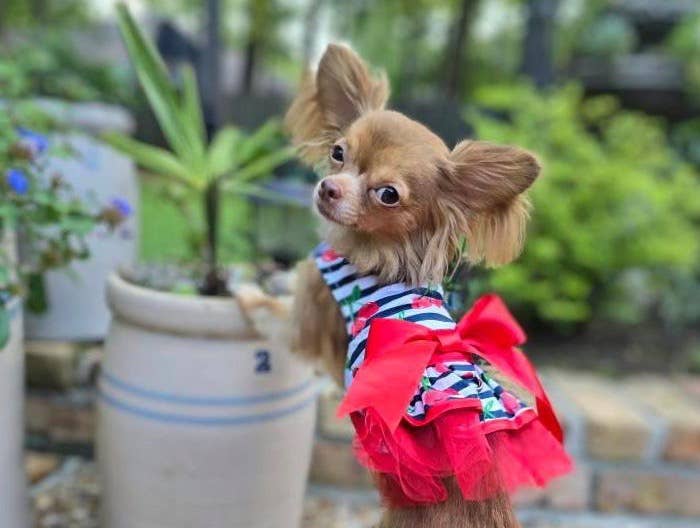 Cherry Stripe Dog Harness Dress w/ Matching Leash - Doglicious Bakery Bites
