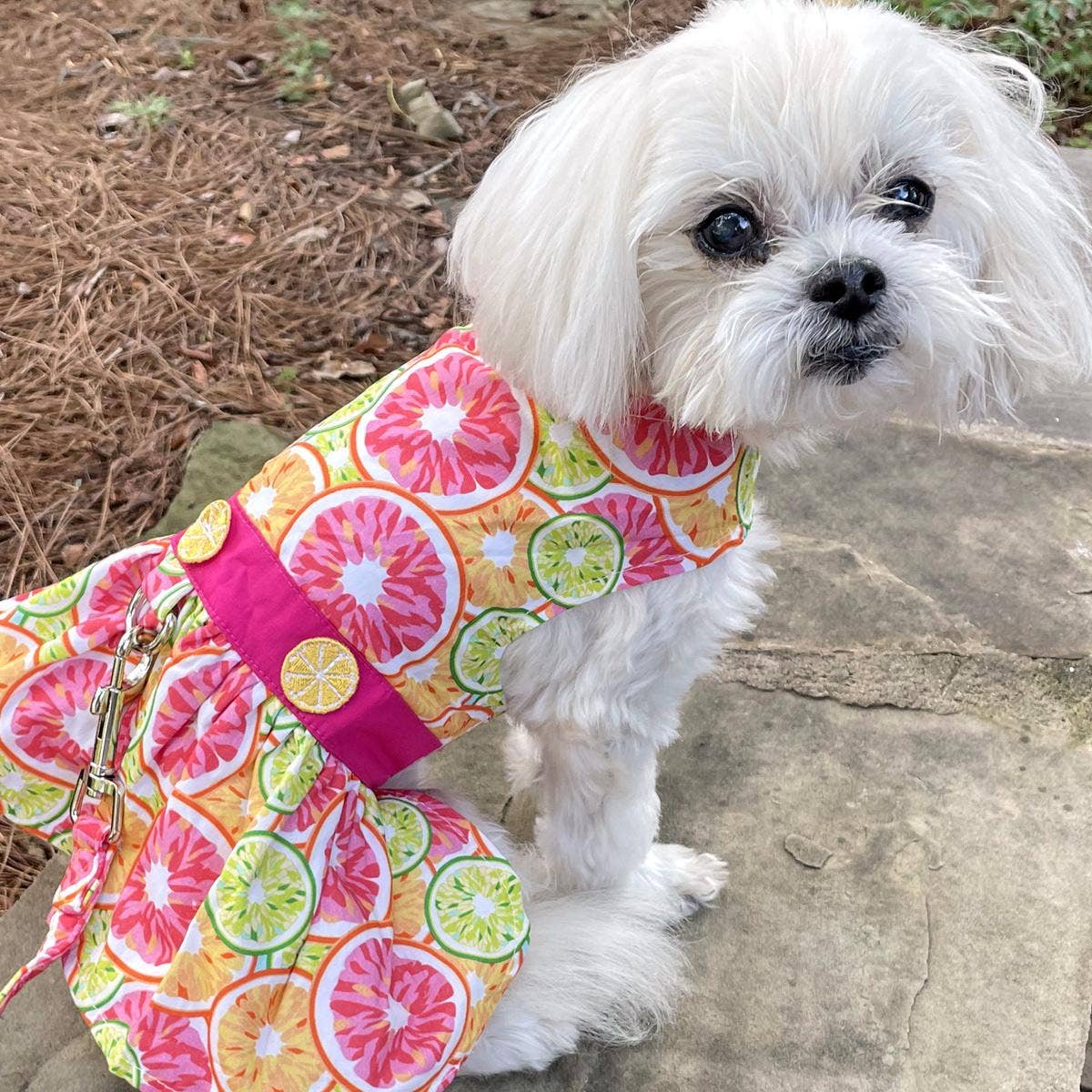 Citrus Slice Dog Dress w/ Matching Leash - Doglicious Bakery Bites
