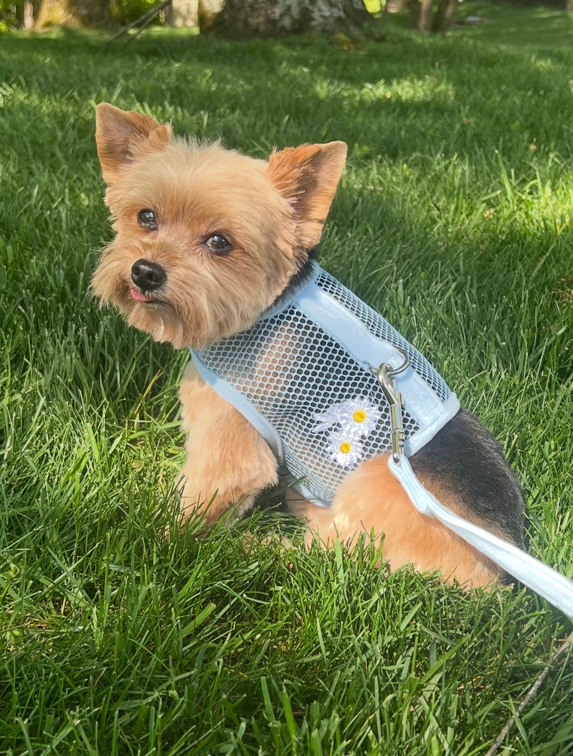Cool Mesh Dog Harness - Blue with White Daisy's - Doglicious Bakery Bites