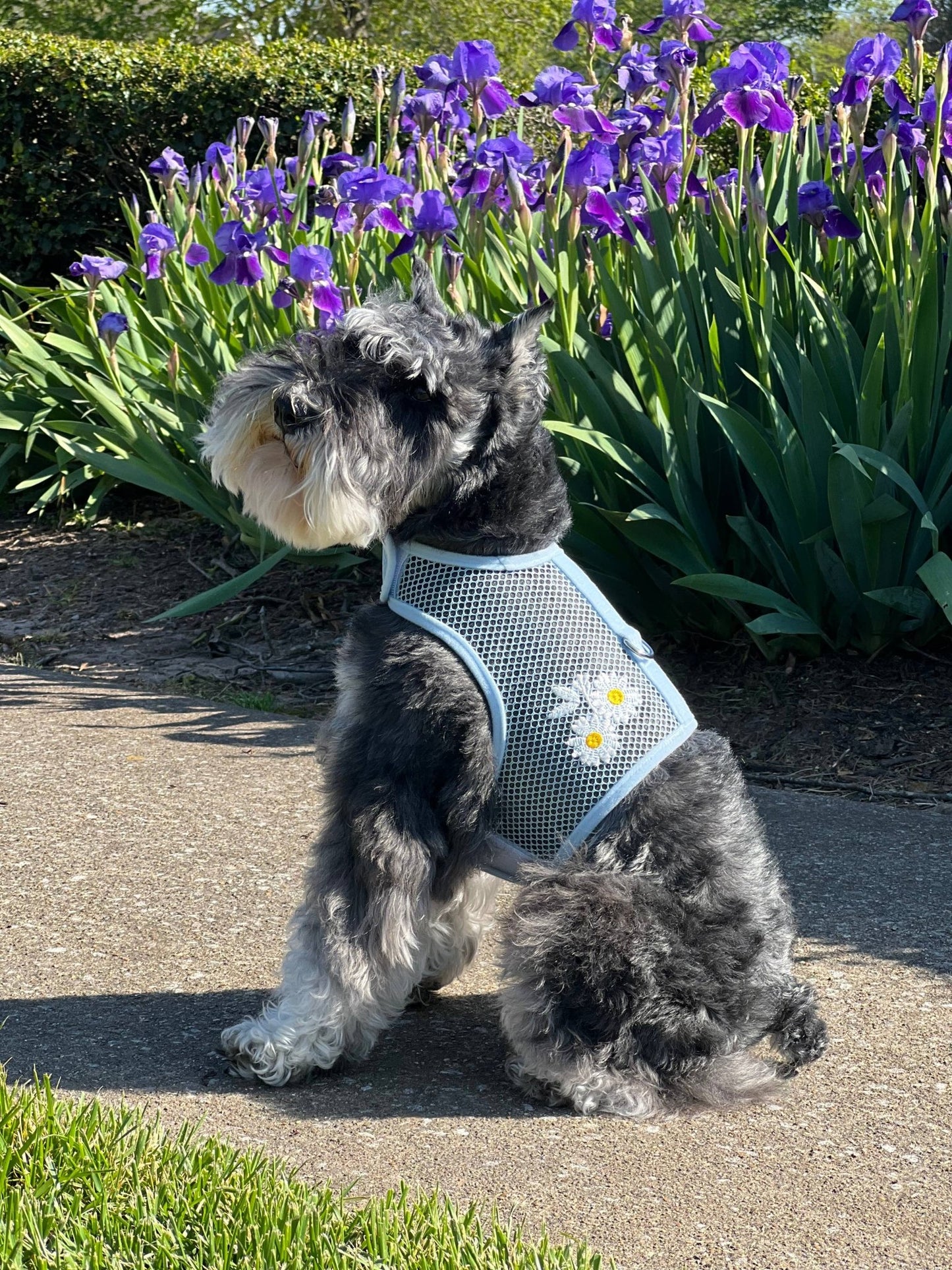 Cool Mesh Dog Harness - Blue with White Daisy's - Doglicious Bakery Bites