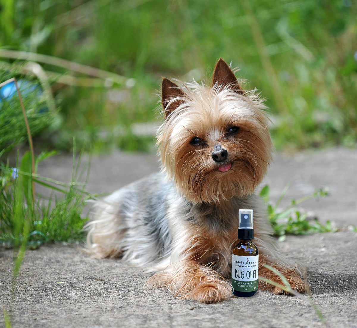 Cordoba Farms - BUG OFF Insect Repelling Spray - Doglicious Bakery Bites
