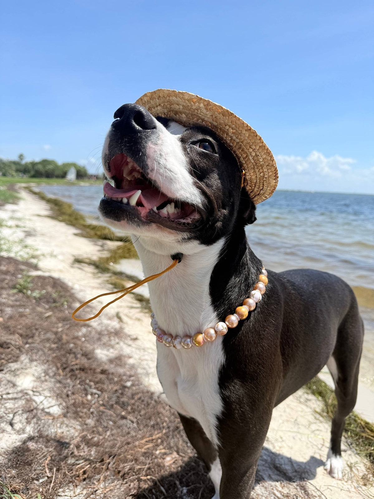 Dainty Paws - 1930s Satin Soirée | Beaded Dog Collar - Doglicious Bakery Bites