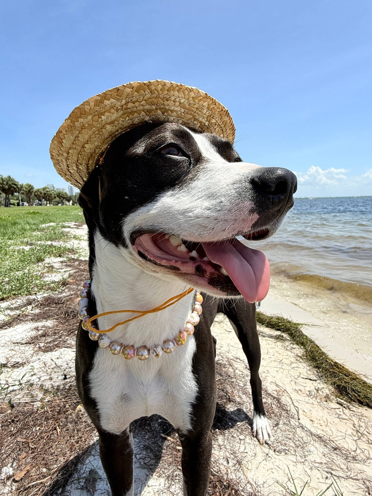 Dainty Paws - 1930s Satin Soirée | Beaded Dog Collar - Doglicious Bakery Bites