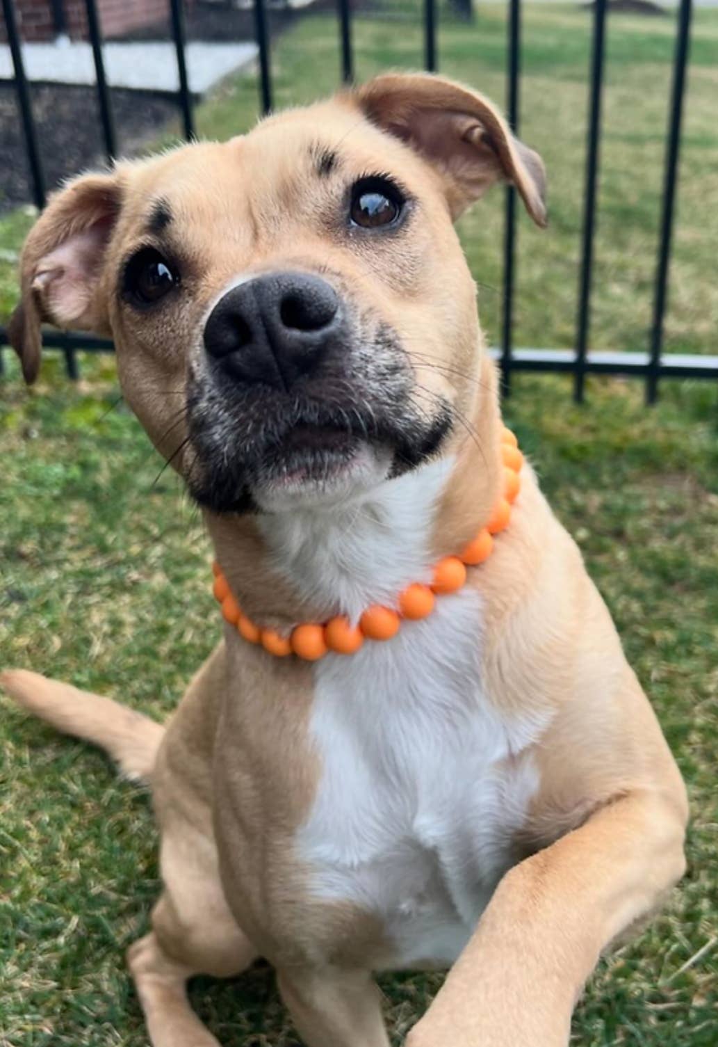 Dainty Paws - Apricot Harvest | Beaded Dog Collar - Doglicious Bakery Bites
