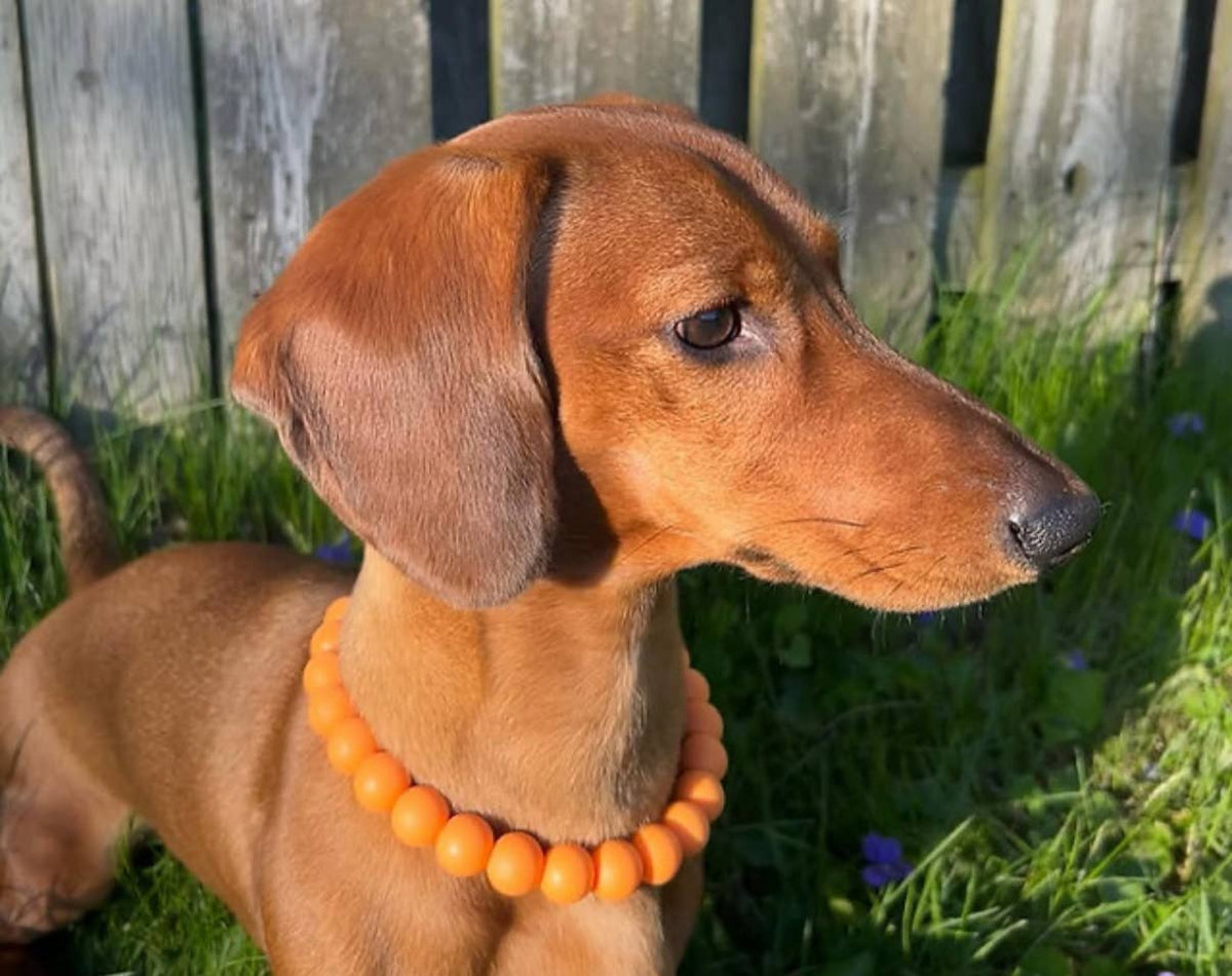 Dainty Paws - Apricot Harvest | Beaded Dog Collar - Doglicious Bakery Bites