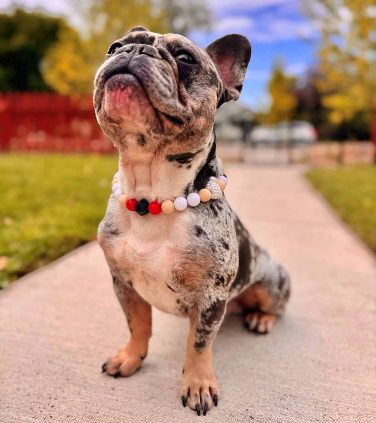 Dainty Paws - Lil'Chop | Beaded Dog Collar - Doglicious Bakery Bites