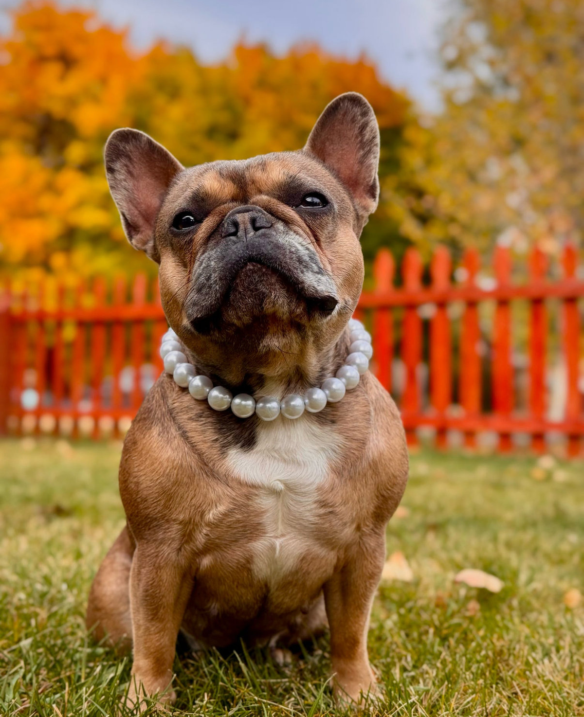 Dainty Paws - Pearl | Beaded Dog Collar - Doglicious Bakery Bites