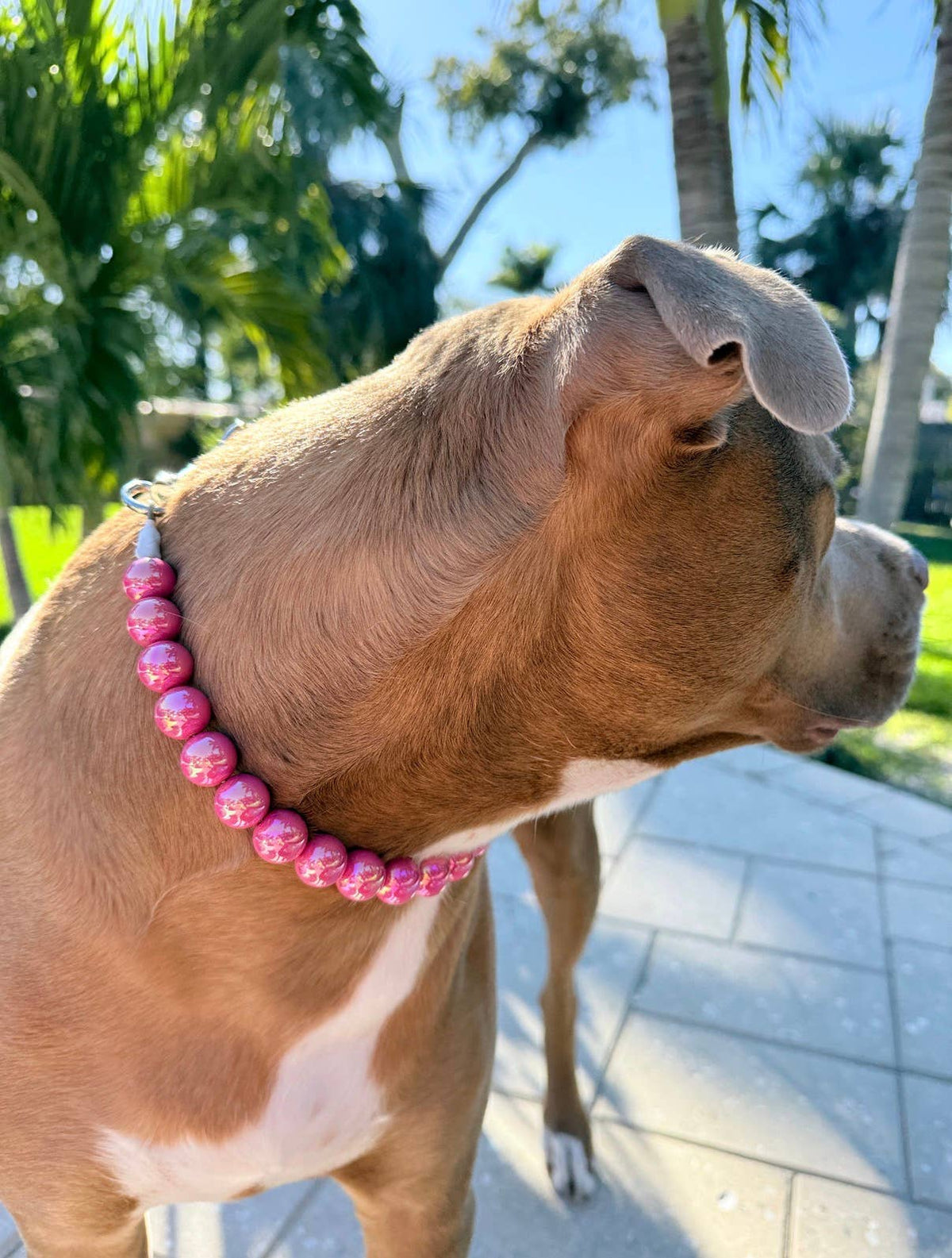 Dainty Paws - Pink Pop! | Beaded Dog Collar - Doglicious Bakery Bites