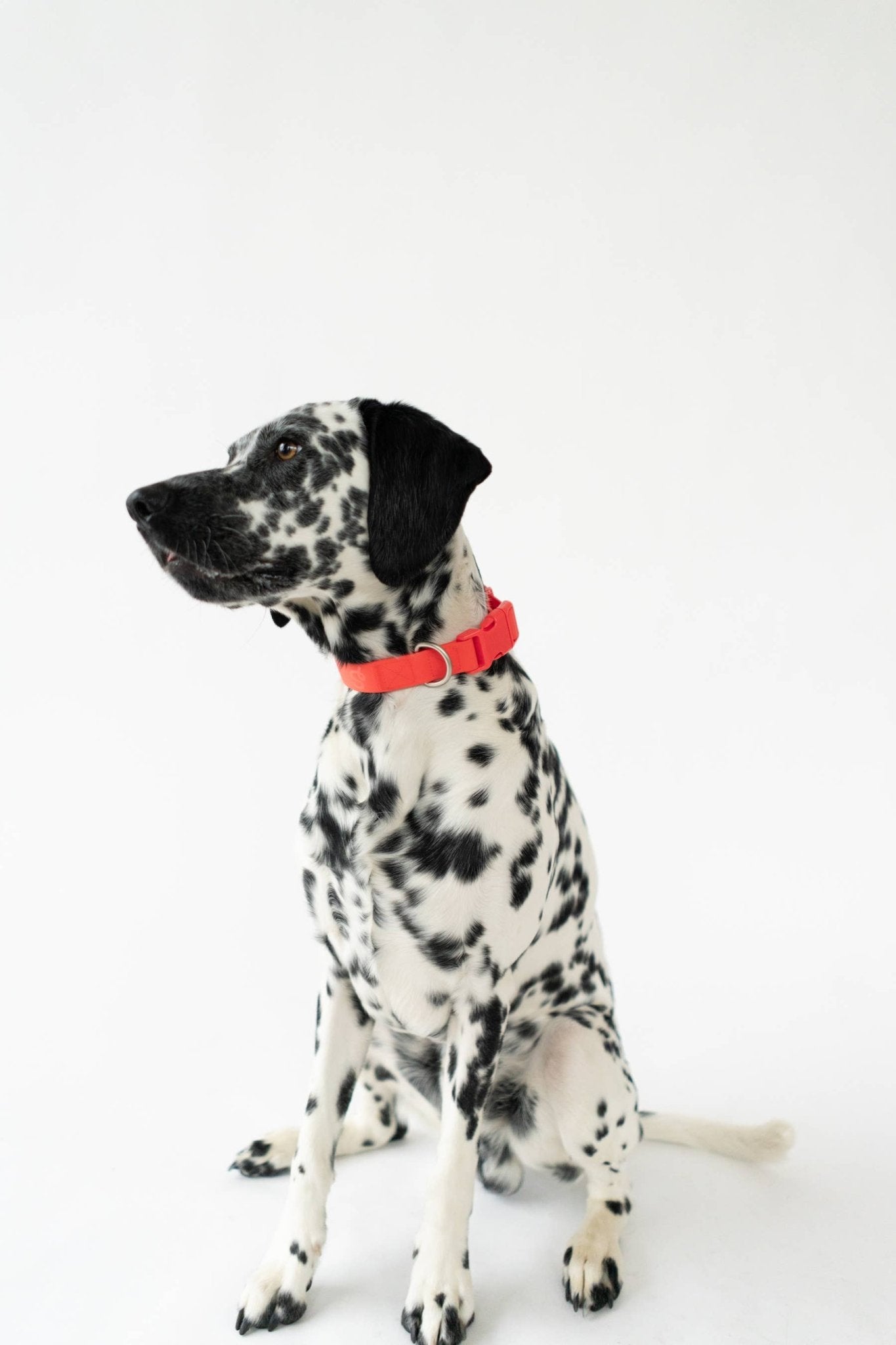 Dog Collar - All - Weather, Adjustable - Doglicious Bakery Bites