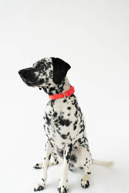 Dog Collar - All - Weather, Adjustable - Doglicious Bakery Bites