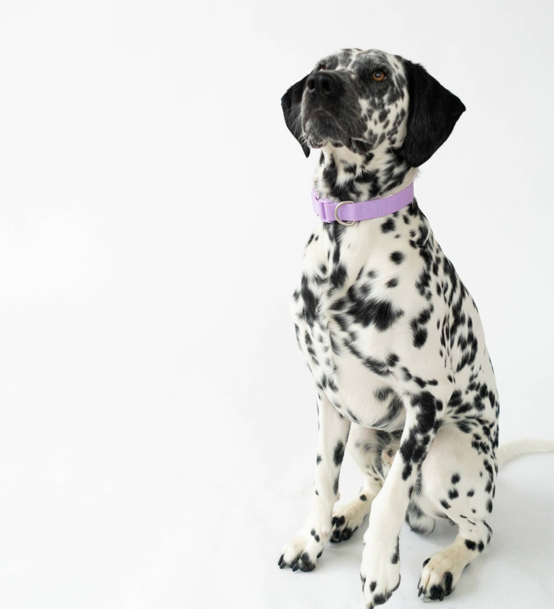 Dog Collar - All - Weather, Adjustable - Doglicious Bakery Bites