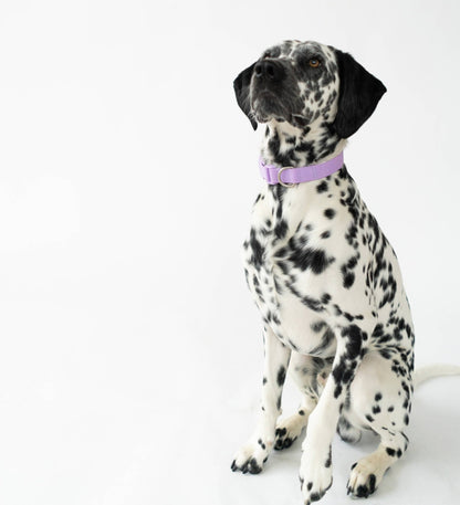 Dog Collar - All - Weather, Adjustable - Doglicious Bakery Bites