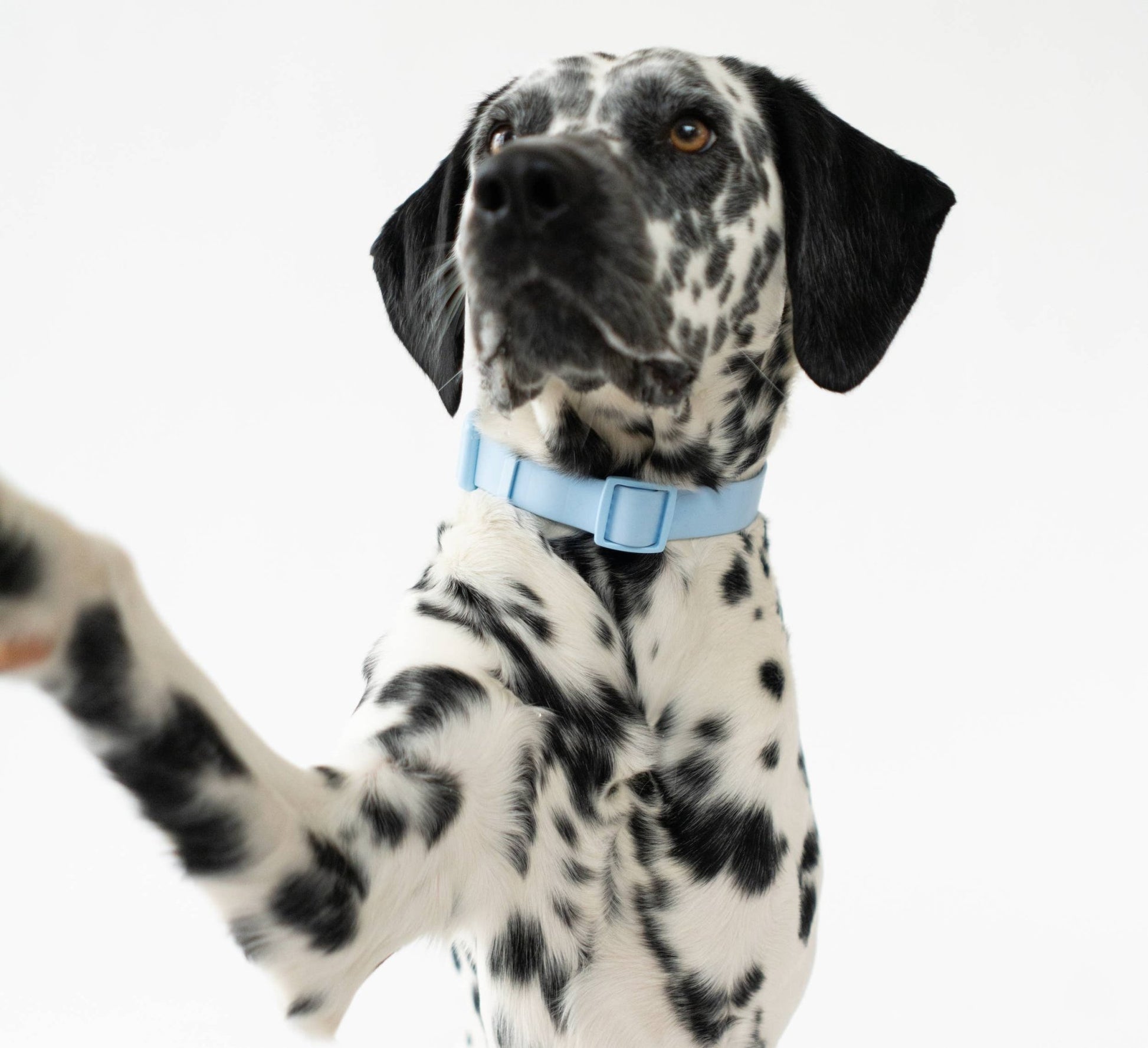 Dog Collar - All - Weather, Adjustable - Doglicious Bakery Bites