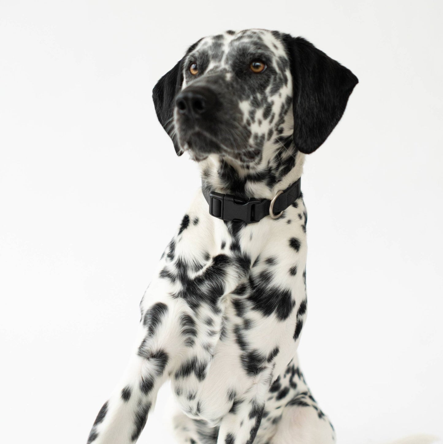 Dog Collar - All - Weather, Adjustable - Doglicious Bakery Bites