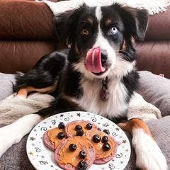 Dog Pancakes Superberry Snoot Pooch Pancakes / Cake - Doglicious Bakery Bites