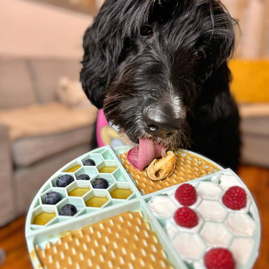 Dog Peanut Butter - 4oz Squeeze Packs Beef Broth Budder - Doglicious Bakery Bites