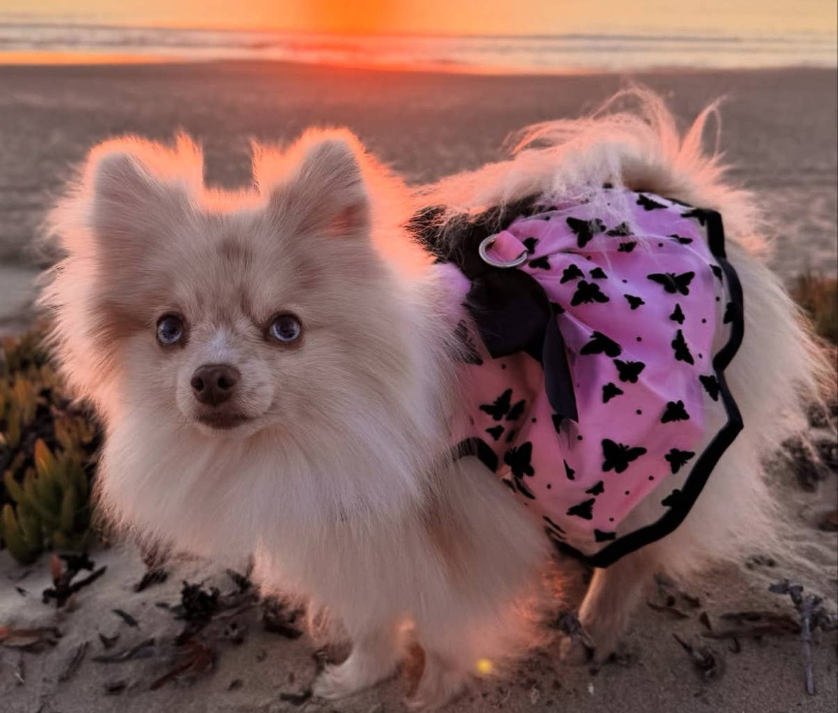 Doggie Design - All Aflutter Pink & Black Dog Dress - Doglicious Bakery Bites
