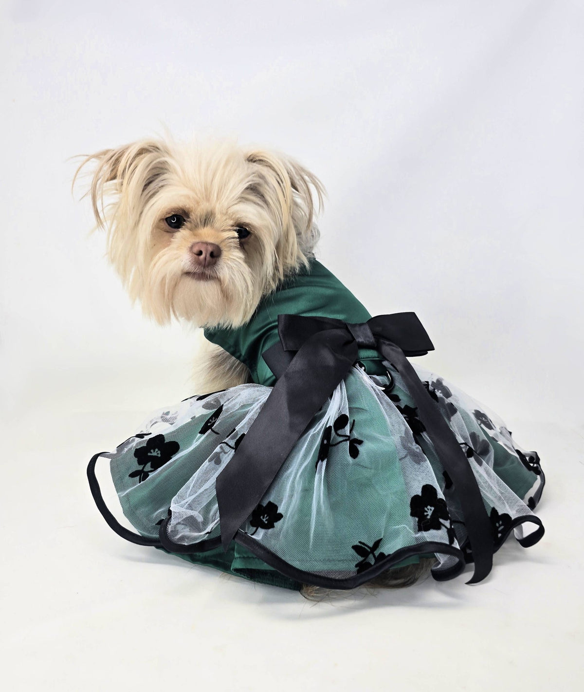 Doggie Design - Green and Black Satin Dress - Doglicious Bakery Bites