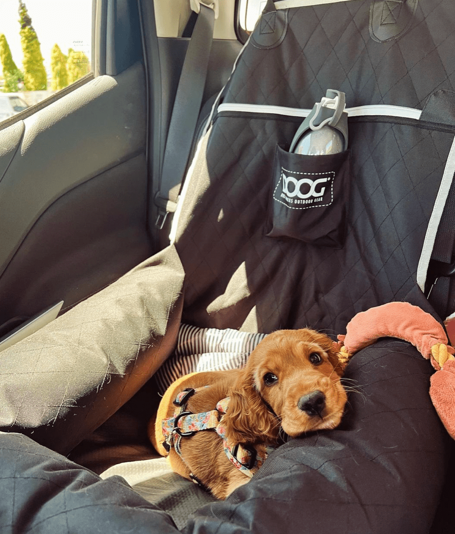 DOOG Car Seat - BLACK - Doglicious Bakery Bites