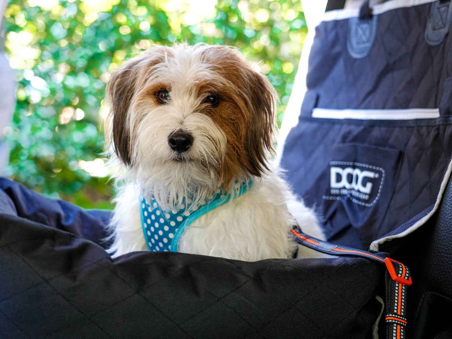 DOOG Car Seat - BLACK - Doglicious Bakery Bites