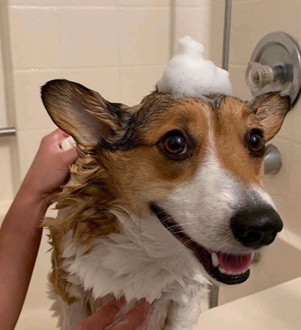 DRAMA DOG Soothing Goat Milk Shampoo - Doglicious Bakery Bites
