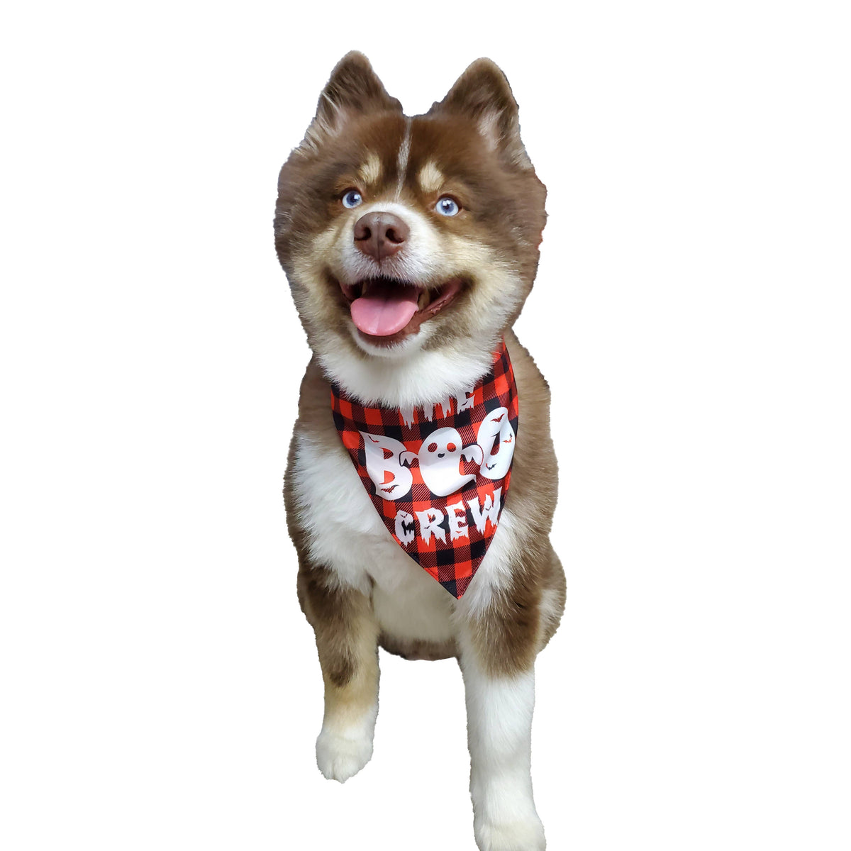 Barker's Bowtique - Halloween Boo Bandana