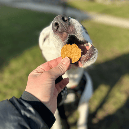Farm to Pet Healthy Treats for Dogs & Cats - Fish Chips Dog Treats - Doglicious Bakery Bites