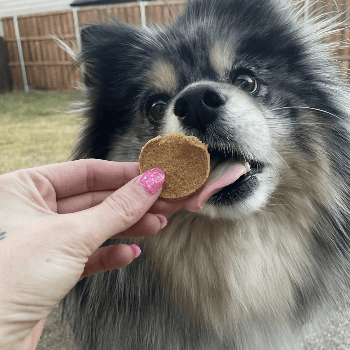 Farm to Pet Healthy Treats for Dogs & Cats - Fish Chips Dog Treats - Doglicious Bakery Bites
