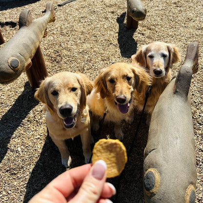 Farm to Pet Healthy Treats for Dogs & Cats - Fish Chips Dog Treats - Doglicious Bakery Bites