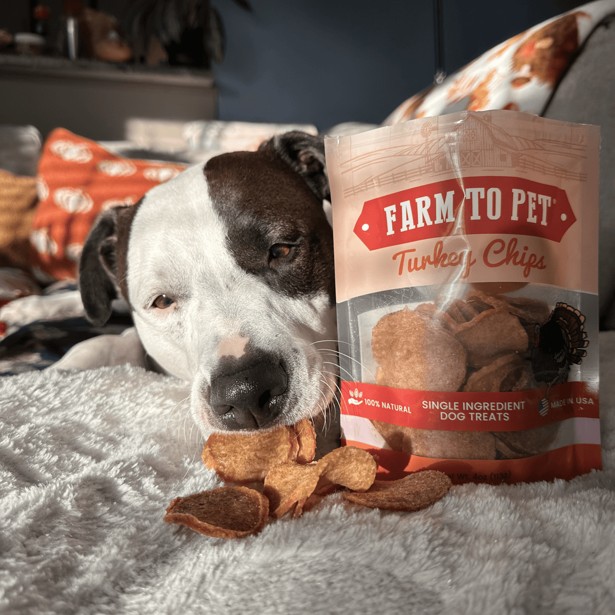 Farm to Pet Healthy Treats for Dogs & Cats - Turkey Chips Dog Treats - Doglicious Bakery Bites