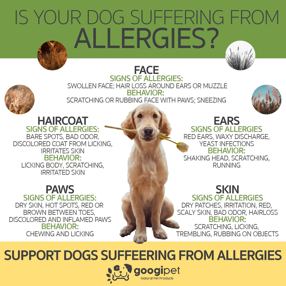 Googipet - Allergy & Immune Support Chews for Dogs (Peanut Butter Flavor) - Doglicious Bakery Bites