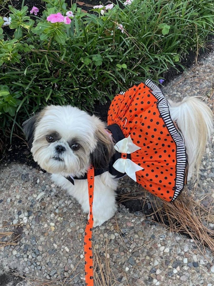 Halloween Dog Harness Dress - Fab-BOO-lous - Doglicious Bakery Bites