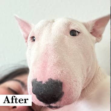 HAPPY DOG Allergy Relief Shampoo - Doglicious Bakery Bites