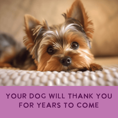 Health Extension Pet Care - Gently Cooked Grain Free Salmon Recipe - Doglicious Bakery Bites