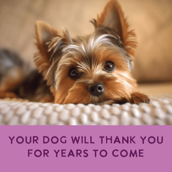 Health Extension Pet Care - Gently Cooked Grain Free Vegetarian Recipe - Doglicious Bakery Bites
