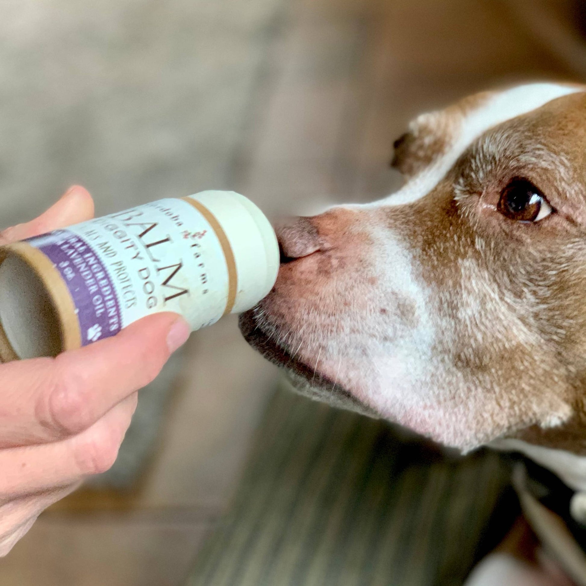 Healthy PAWS And NOSE Balm - Doglicious Bakery Bites