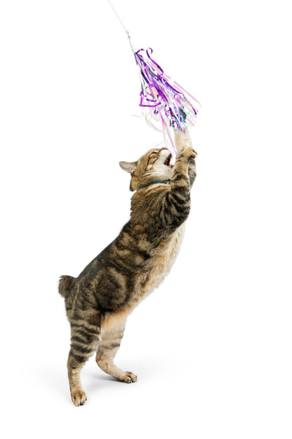 Huxley & Kent - Dragonfly Streamers 2pk Refill Cat Toy - Doglicious Bakery Bites