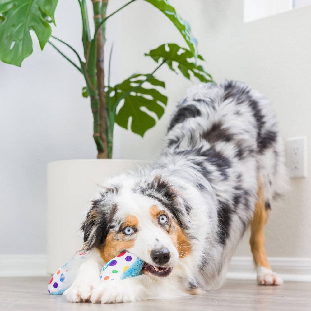 Huxley & Kent - It's My Barkday Bone Dog Toy (Double Sided) - Doglicious Bakery Bites