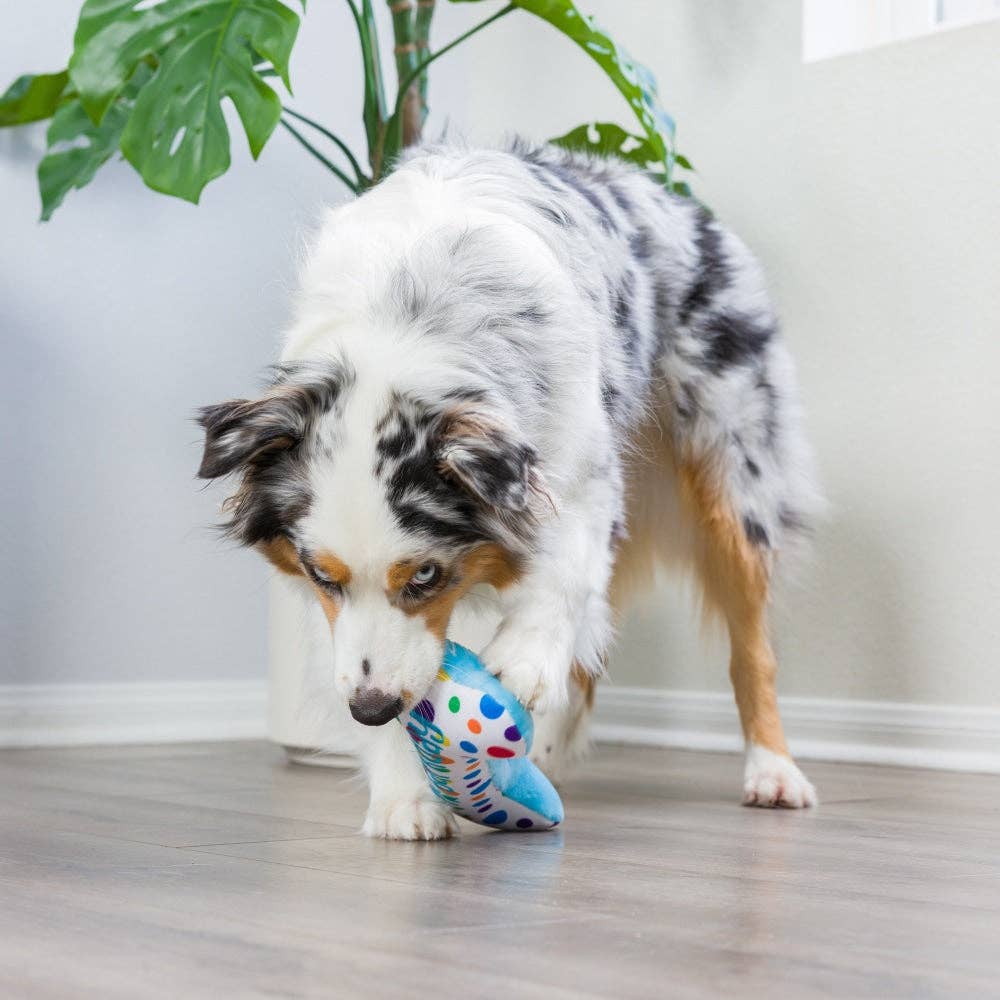 Huxley & Kent - It's My Barkday Bone Dog Toy (Double Sided) - Doglicious Bakery Bites