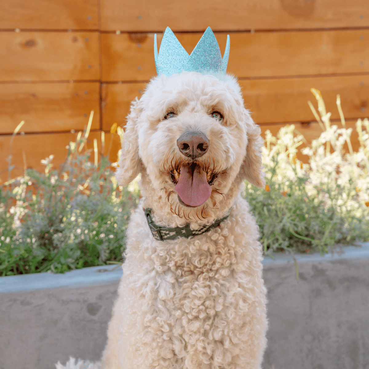 Huxley & Kent - Party Crown Blue with SnugFit® - Doglicious Bakery Bites