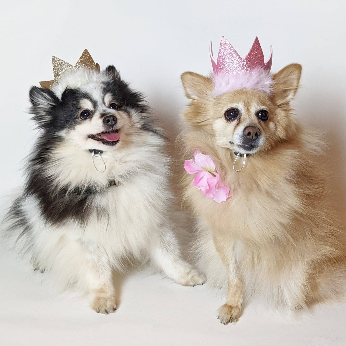 Huxley & Kent - Party Crown Pink with SnugFit® - Doglicious Bakery Bites