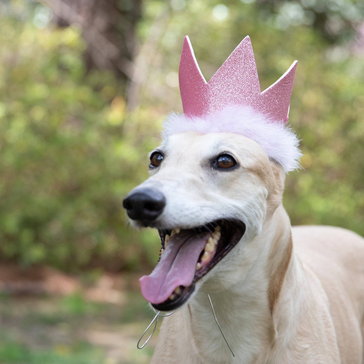 Huxley & Kent - Party Crown Pink with SnugFit® - Doglicious Bakery Bites