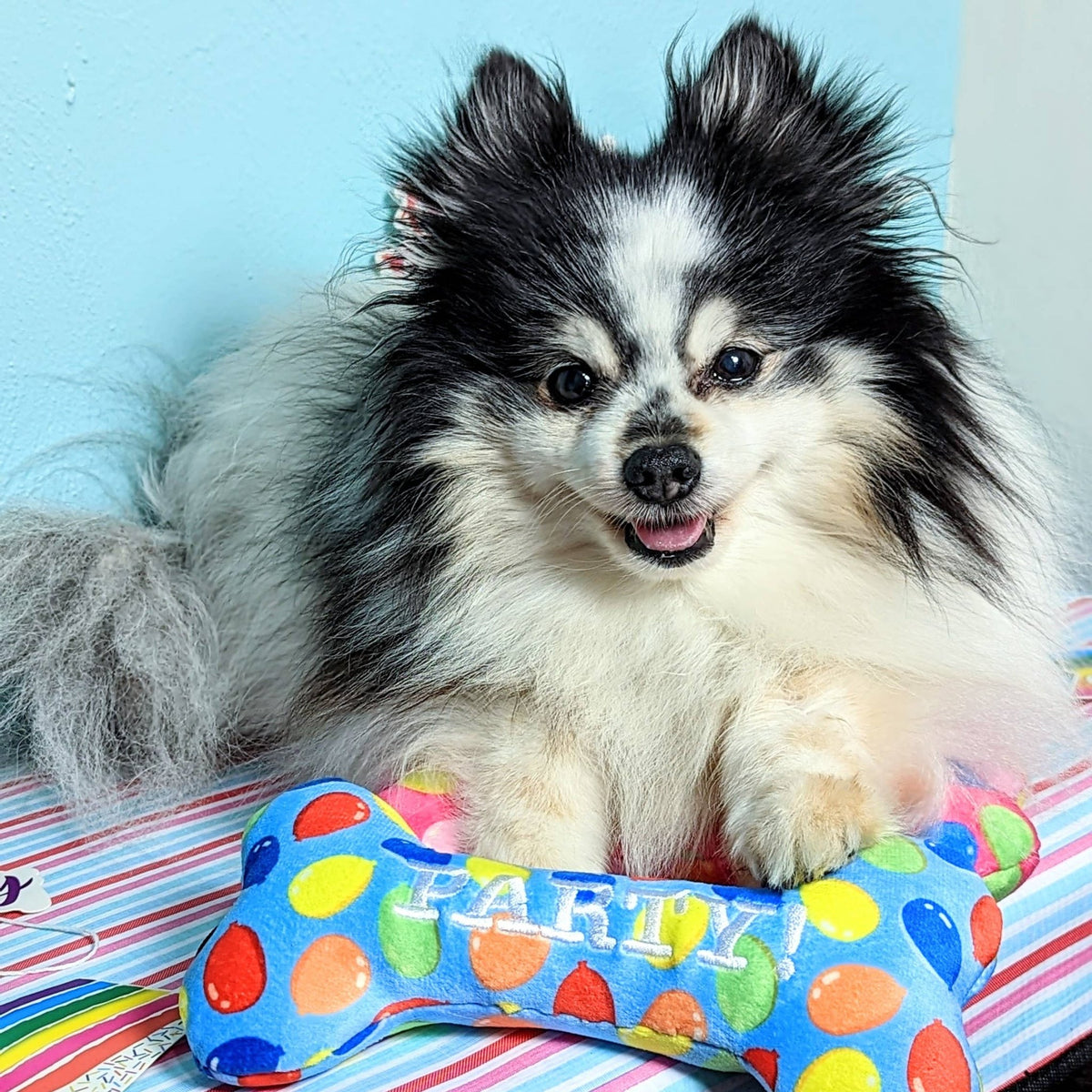Huxley & Kent - Party Time Bone Blue Dog Toy - Doglicious Bakery Bites