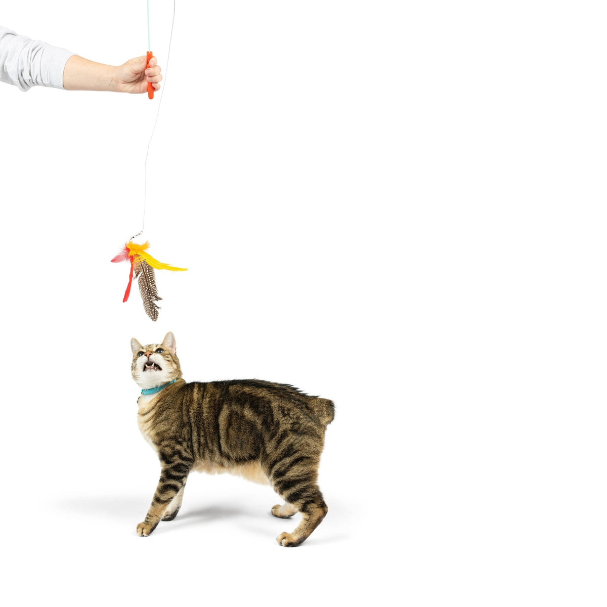 Huxley & Kent - Teaser Hairball Whisky Cat Wand - Doglicious Bakery Bites