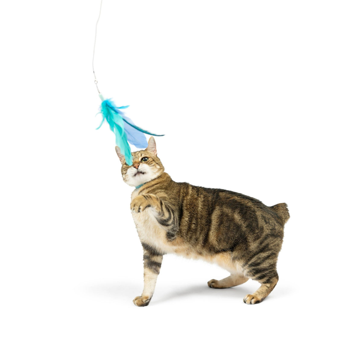 Huxley & Kent - Teaser Kitty Loco Cat Wand - Doglicious Bakery Bites