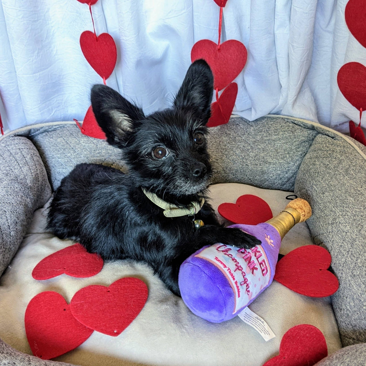Huxley & Kent - Tickled Pink Chompagne Dog Toy - Doglicious Bakery Bites