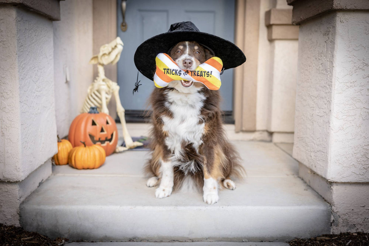 Huxley & Kent - Tricks for Treats Bone Dog Toy - Doglicious Bakery Bites