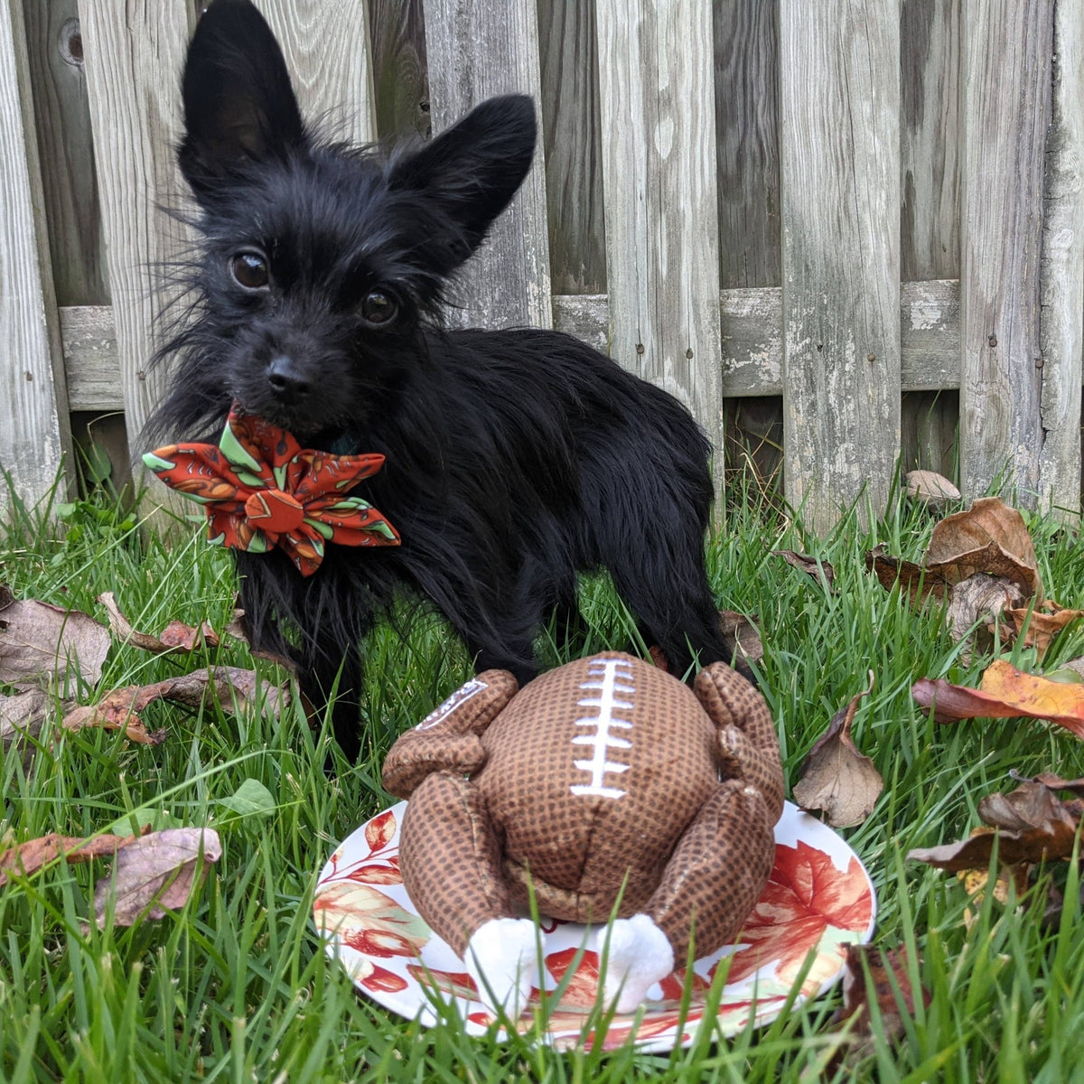Huxley & Kent - Turkey Bowl Dog Toy - Doglicious Bakery Bites
