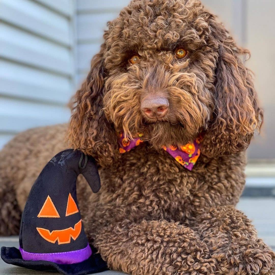 Huxley & Kent - Witch Hat Dog Toy - Doglicious Bakery Bites